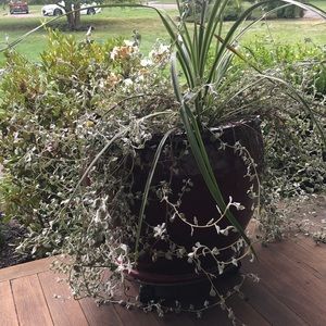 Meet your Posher, Darcy